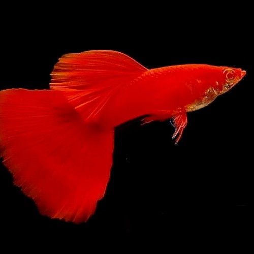 Poecilia reticulatus, Lebistes reticulatus - Guppy red eye moscow